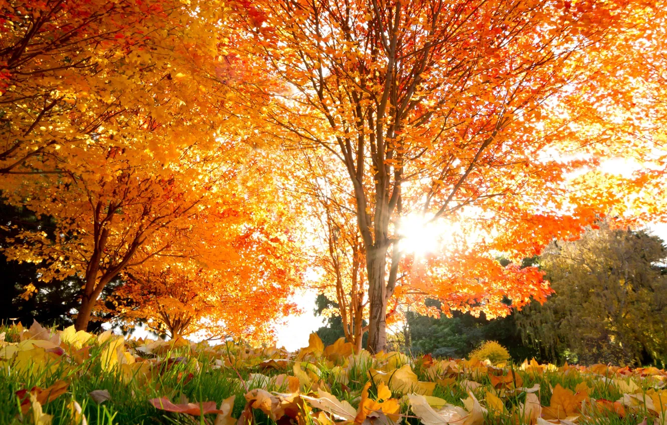 Photo wallpaper autumn, leaves, trees, beautiful, Autumn, maple