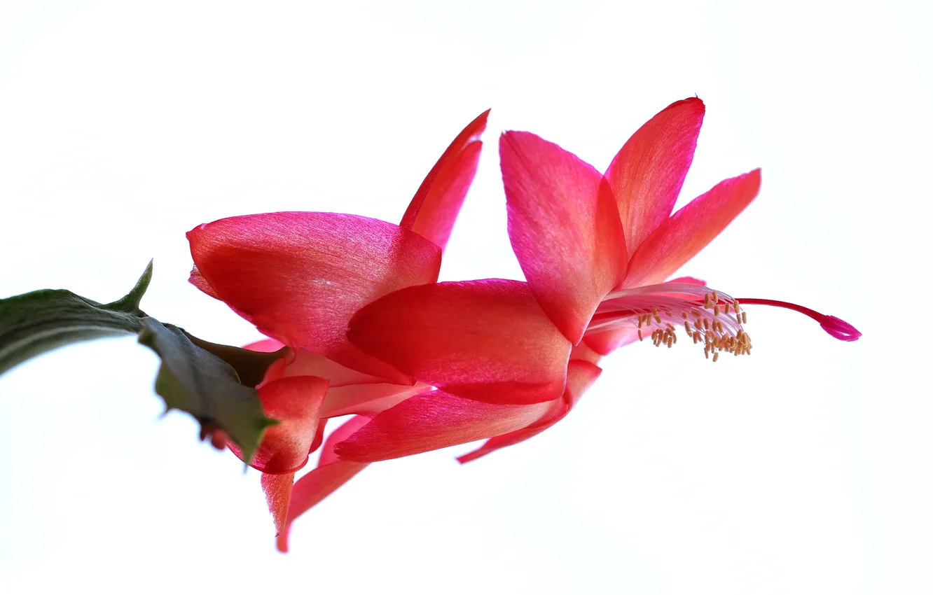 Photo wallpaper flowers, nature, petals, exotic