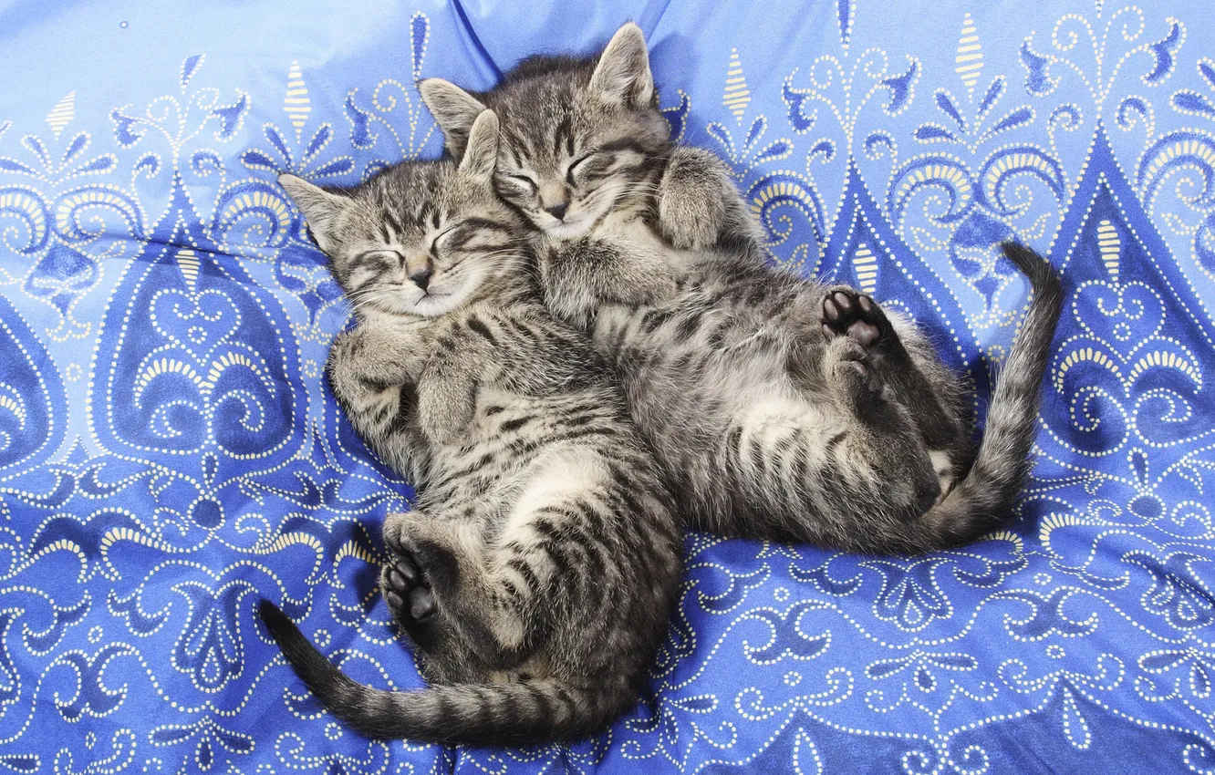 Photo wallpaper sleep, blanket, kitty