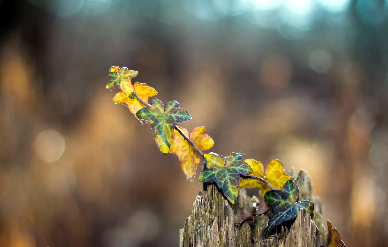 Photo wallpaper leaves, macro, nature