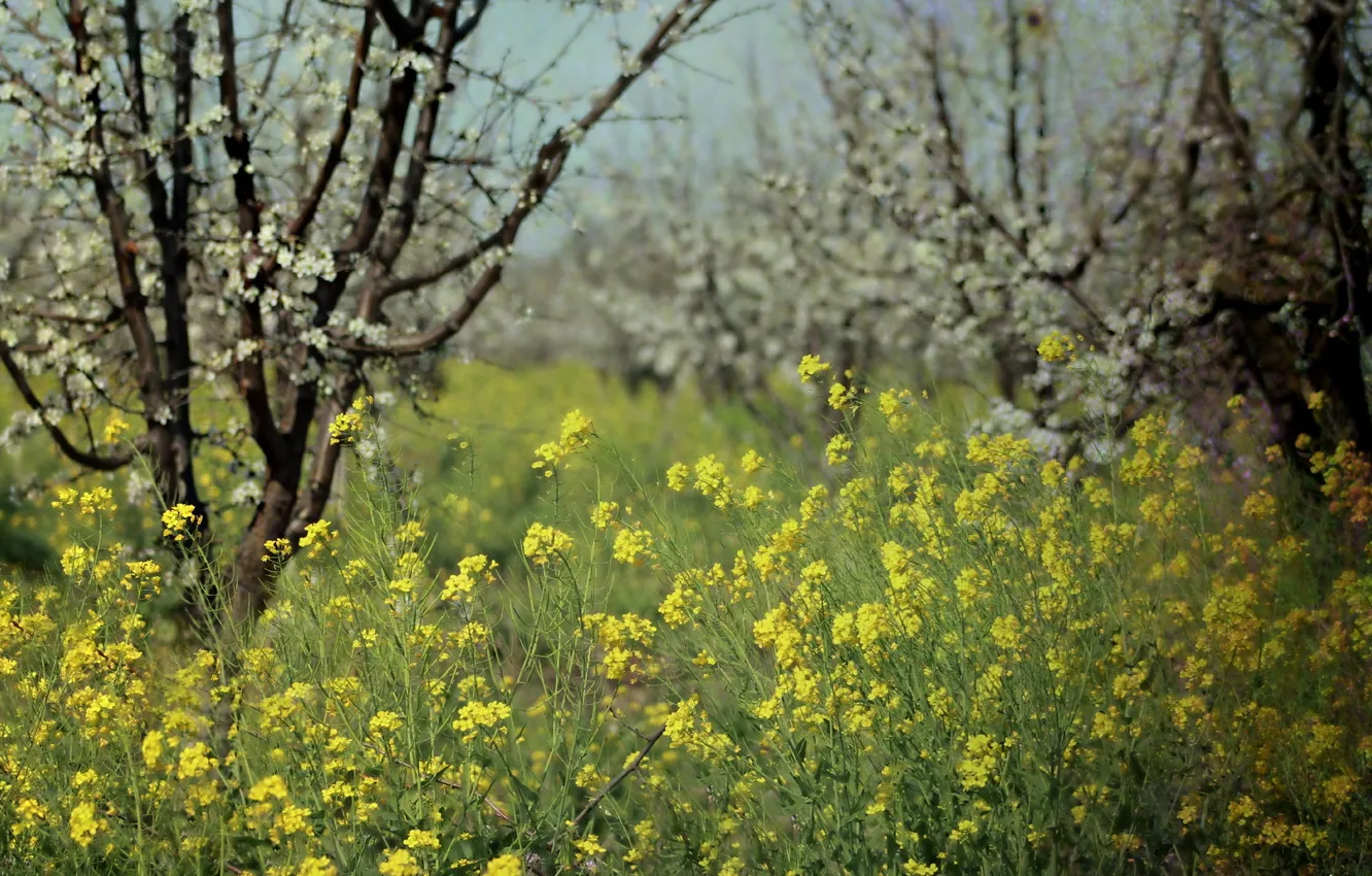 Photo wallpaper nature, spring, garden, rape