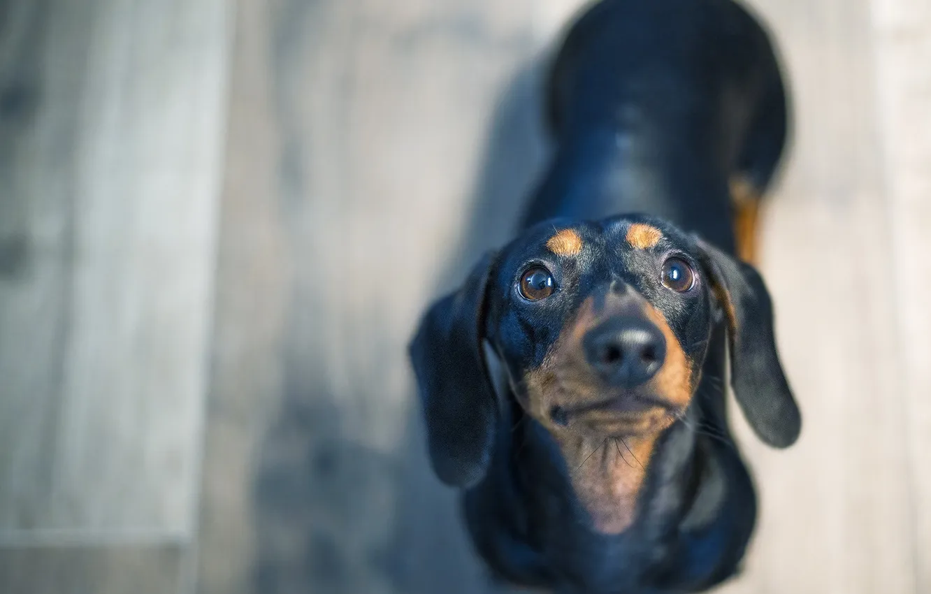 Photo wallpaper look, each, dog