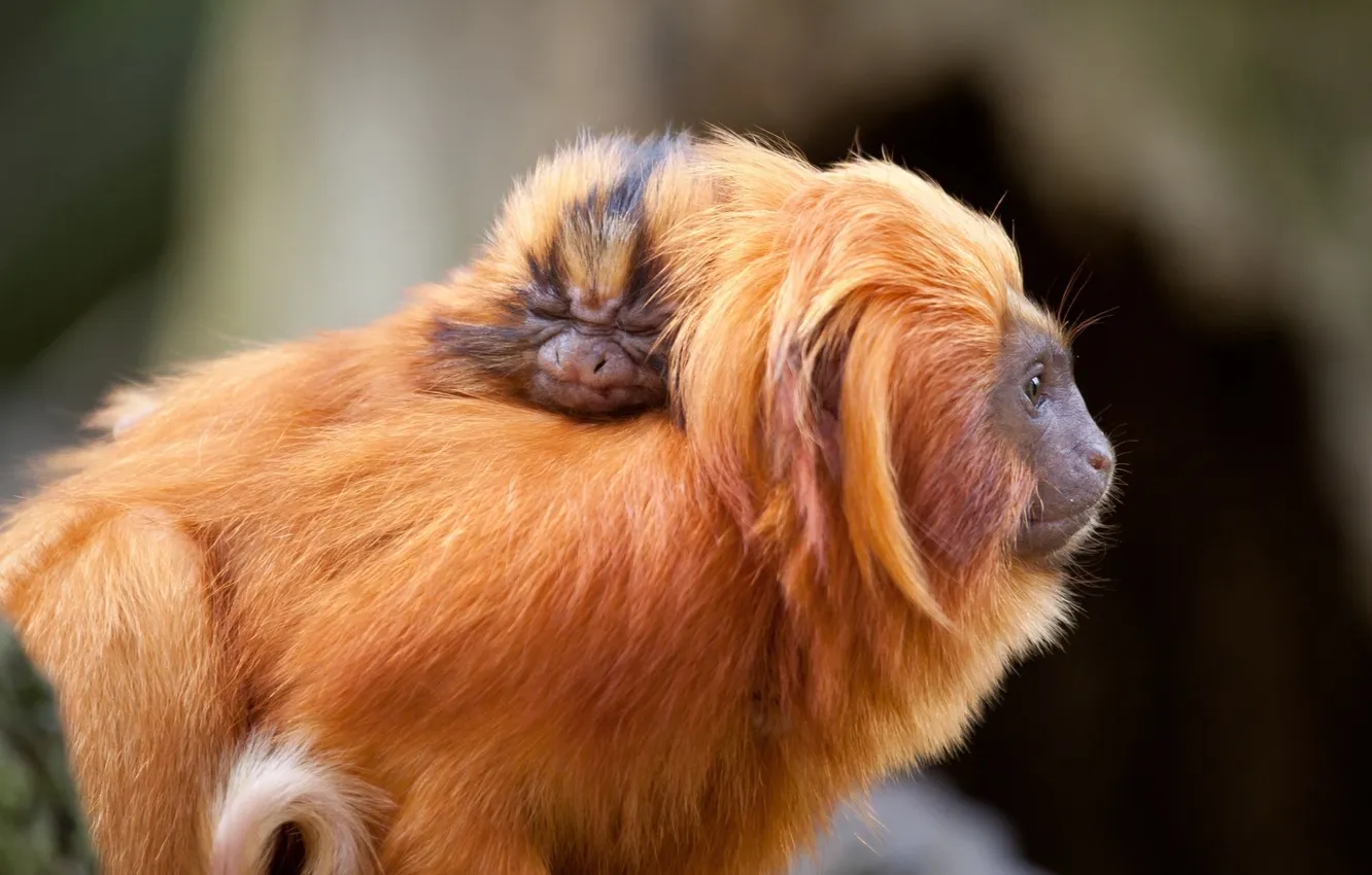 Photo wallpaper monkey, gold, cub, Tamarin