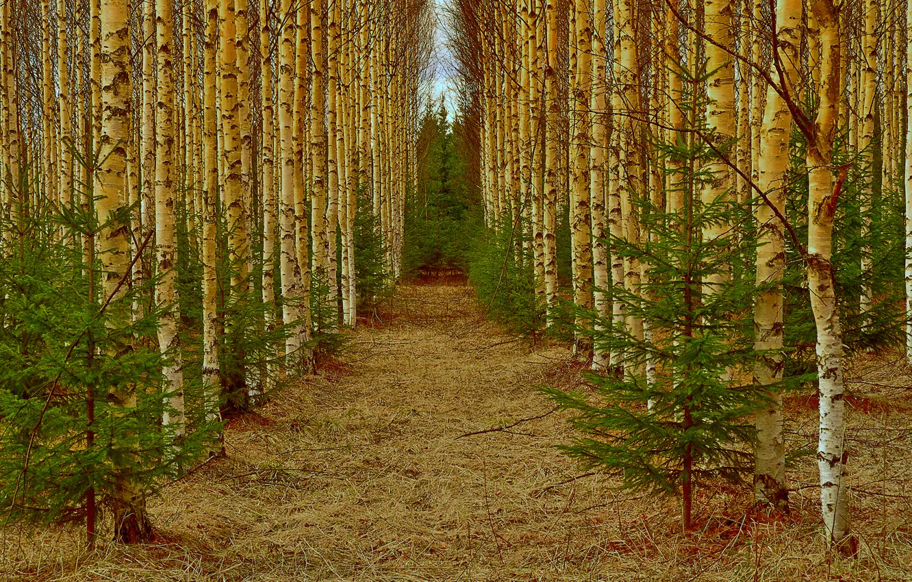 Photo wallpaper forest, alley, birch