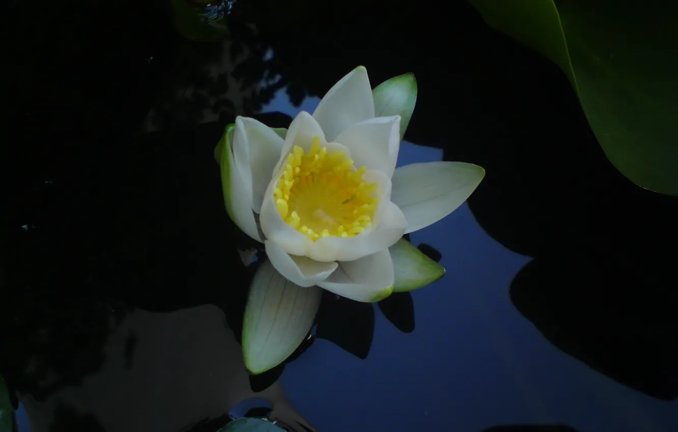 Photo wallpaper flower, water, lily, waterlily