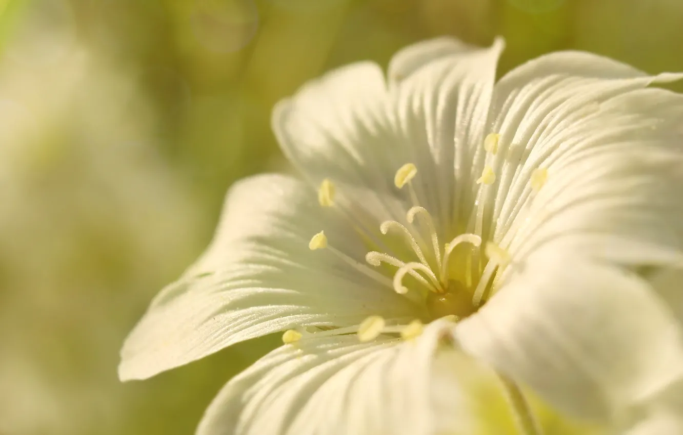 Photo wallpaper white, flower, blooming
