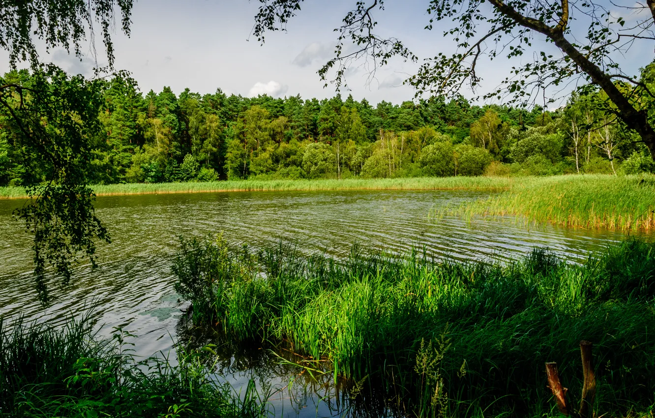 Photo wallpaper greens, forest, summer, grass, trees, river, Germany, reed