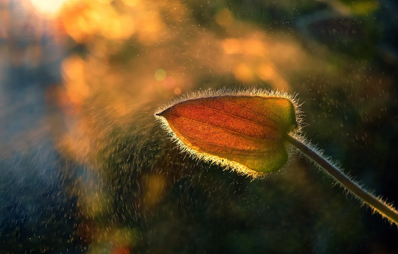 Photo wallpaper flower, macro, light, rain, bokeh