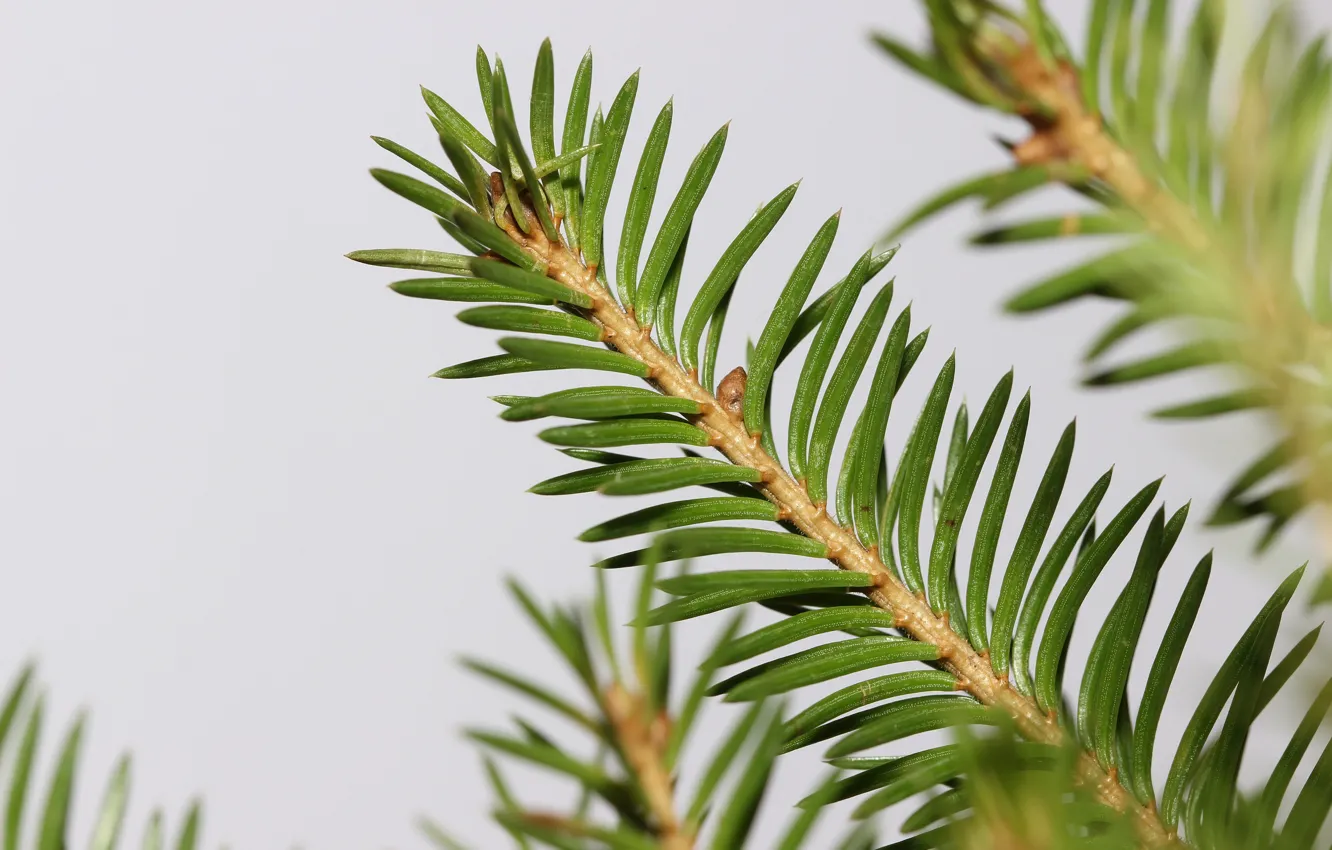 Photo wallpaper macro, needles, branches, background, spruce