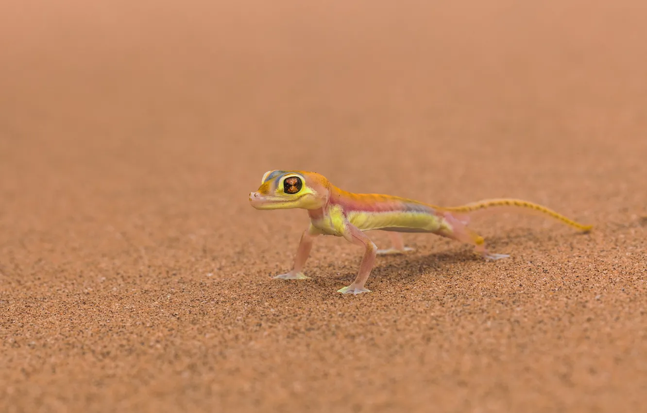Photo wallpaper background, lizard, Mars