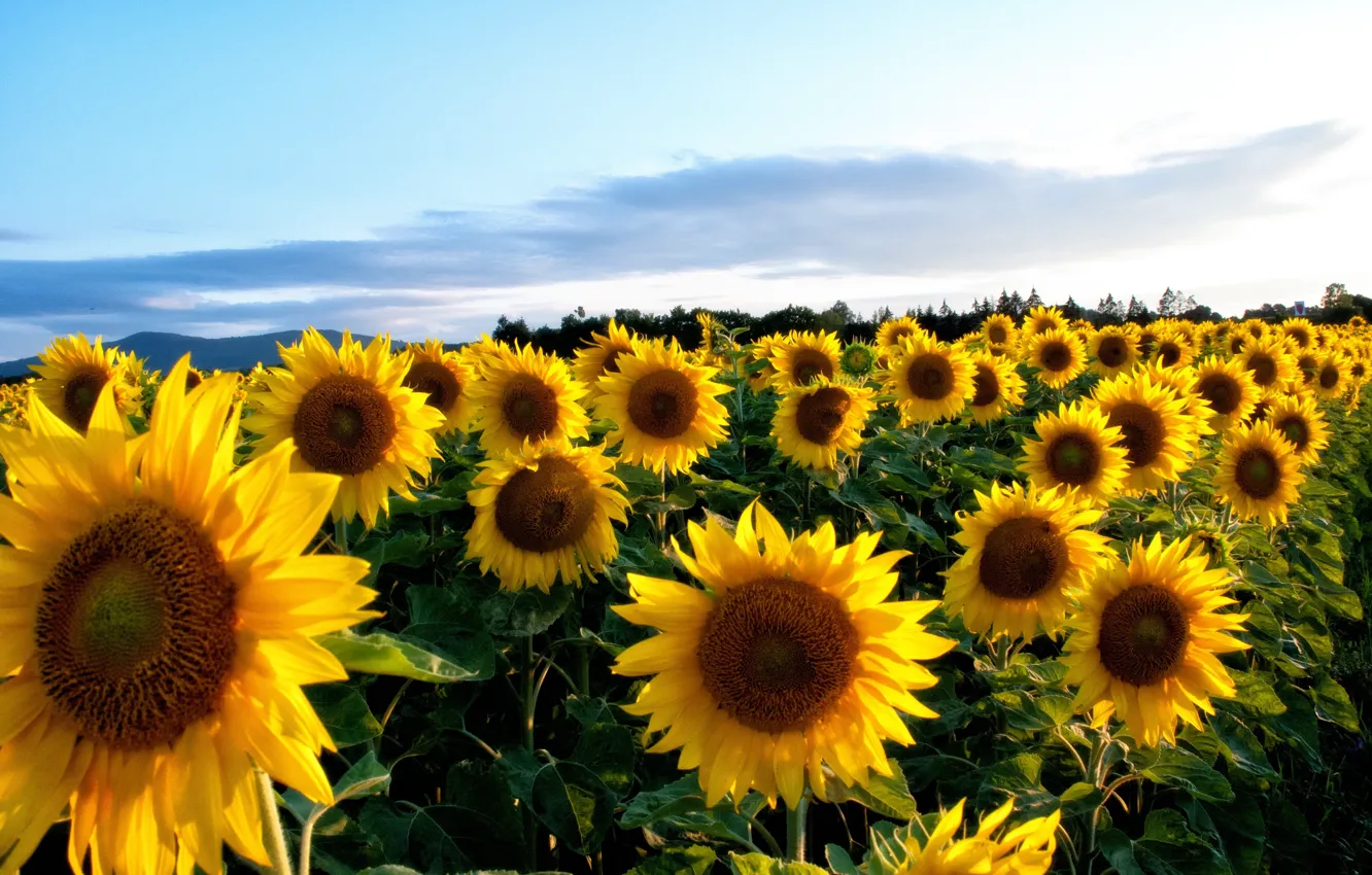 Photo wallpaper field, summer, the sky, clouds, sunflowers, flowers, yellow, sunflower