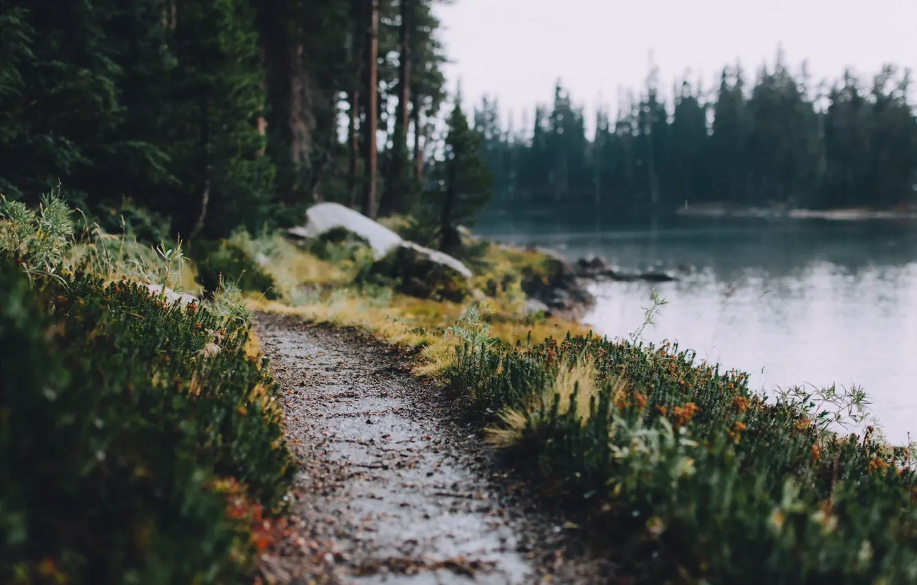 Photo wallpaper forest, river, track