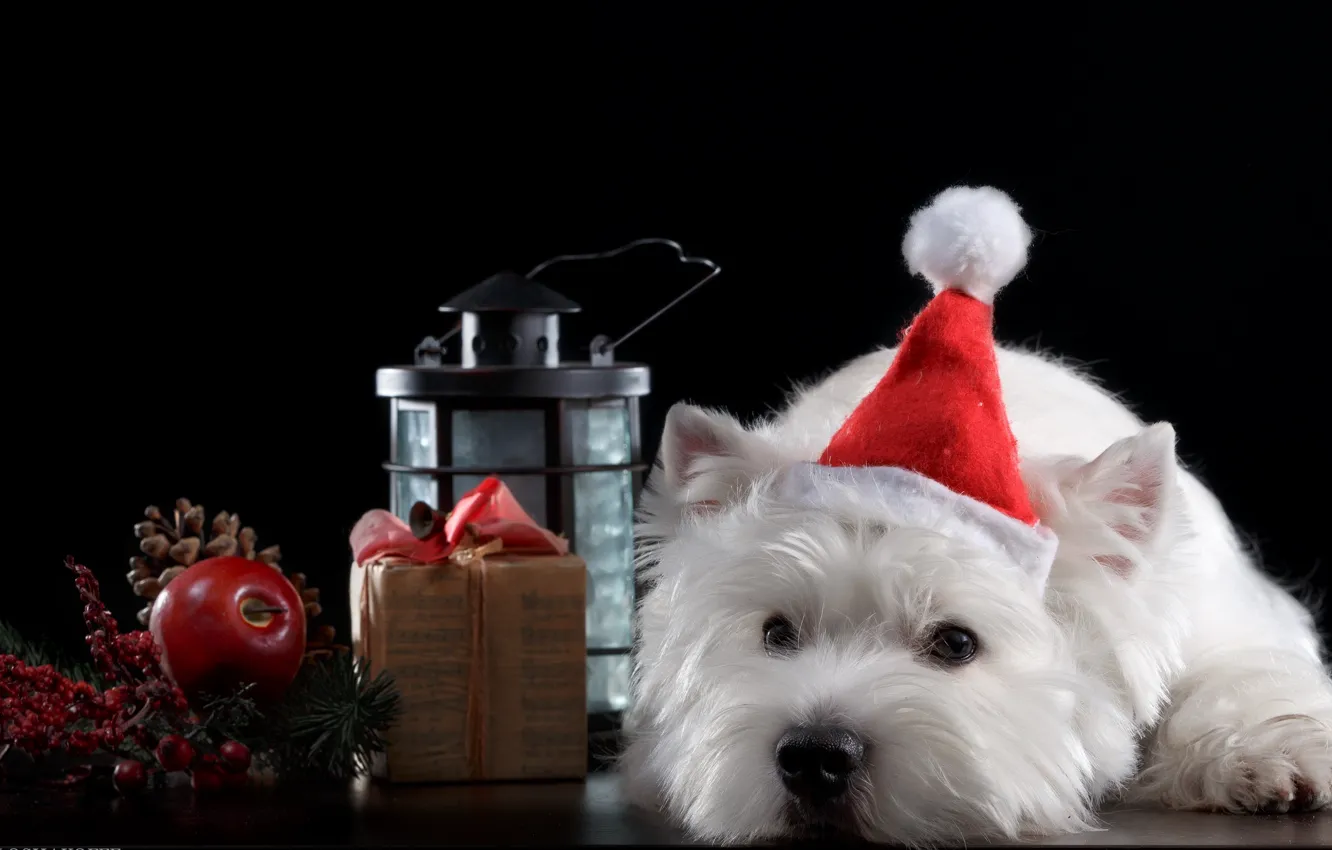 Photo wallpaper holiday, hat, dog, puppy, baby