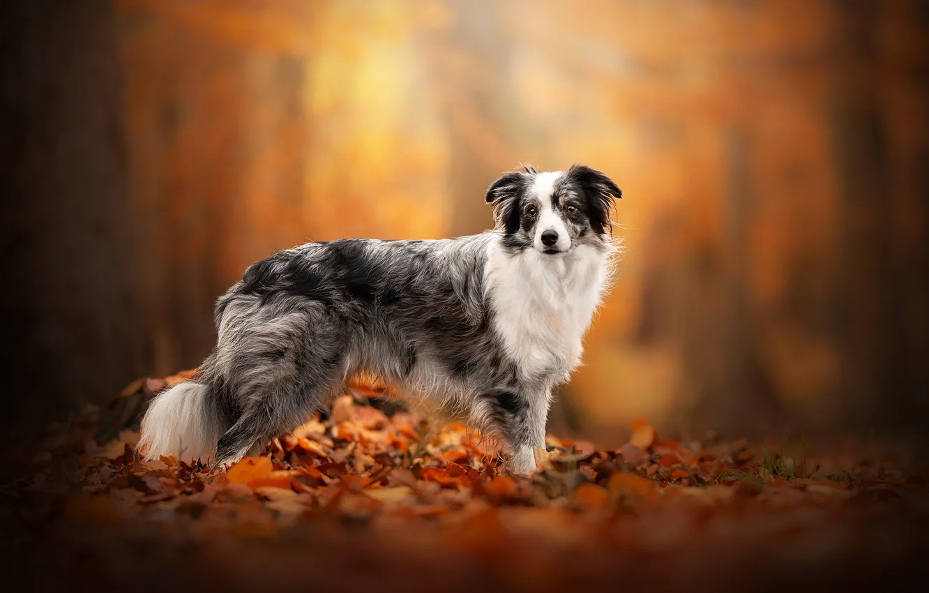 Photo wallpaper autumn, forest, leaves, nature, Park, background, foliage, dog