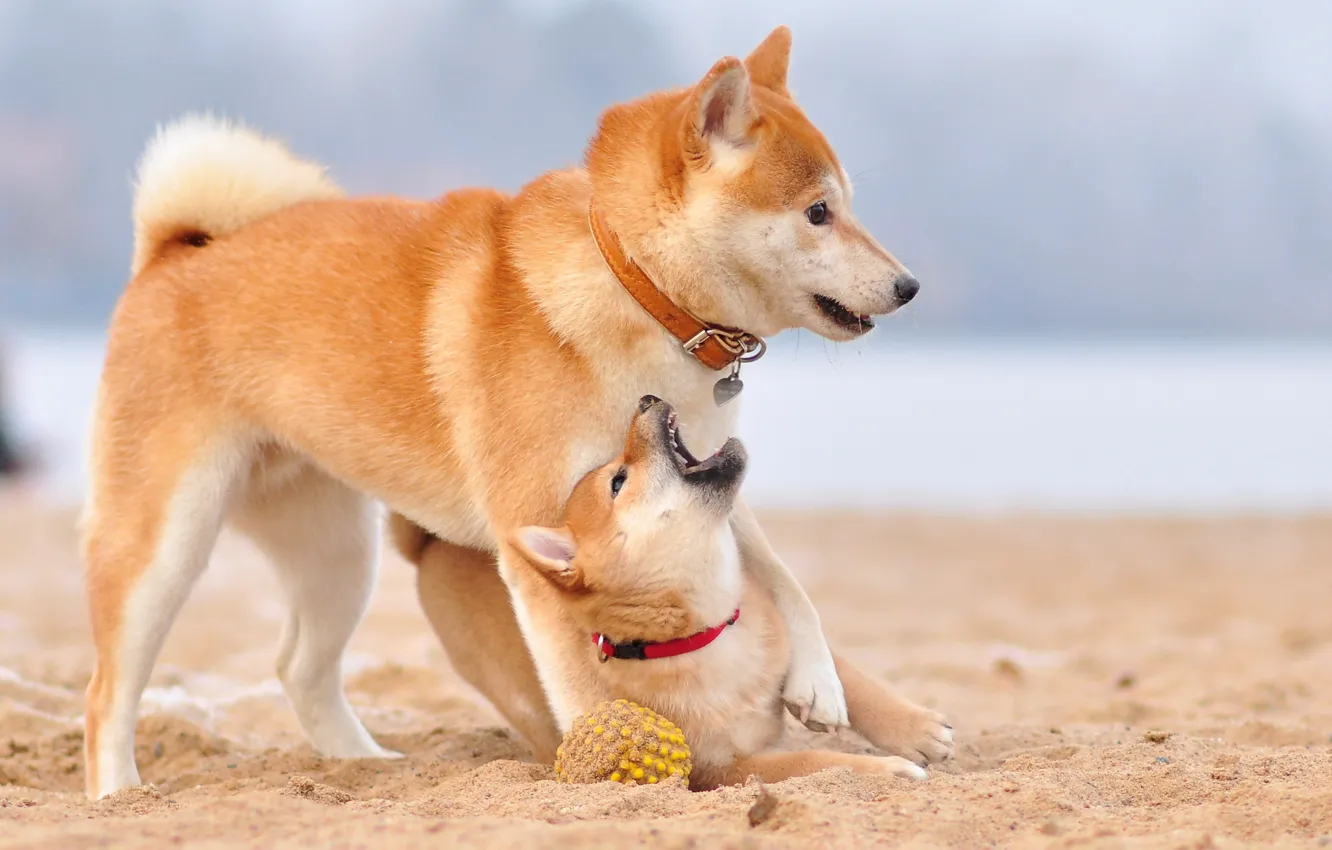 Photo wallpaper background, each, dog