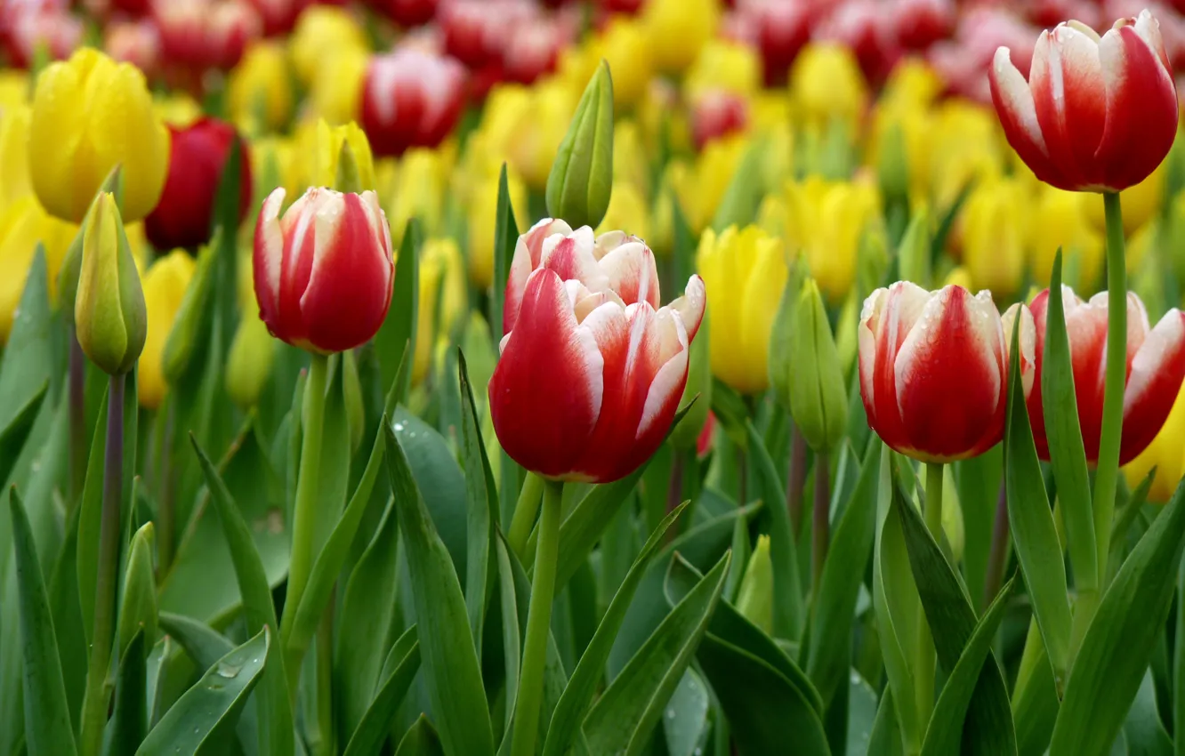 Photo wallpaper Spring, Tulips, Spring, Tulips