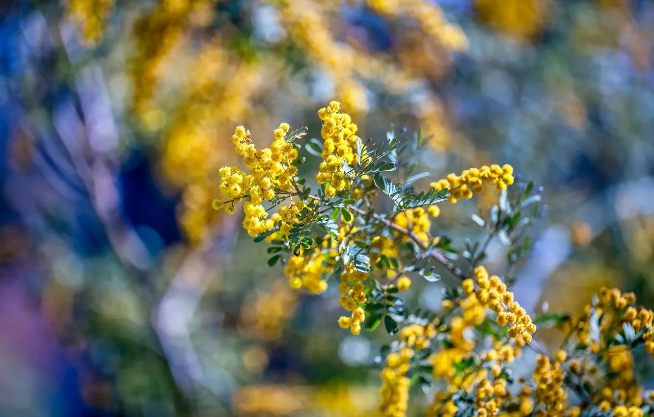 Photo wallpaper branches, yellow, spring, Mimosa
