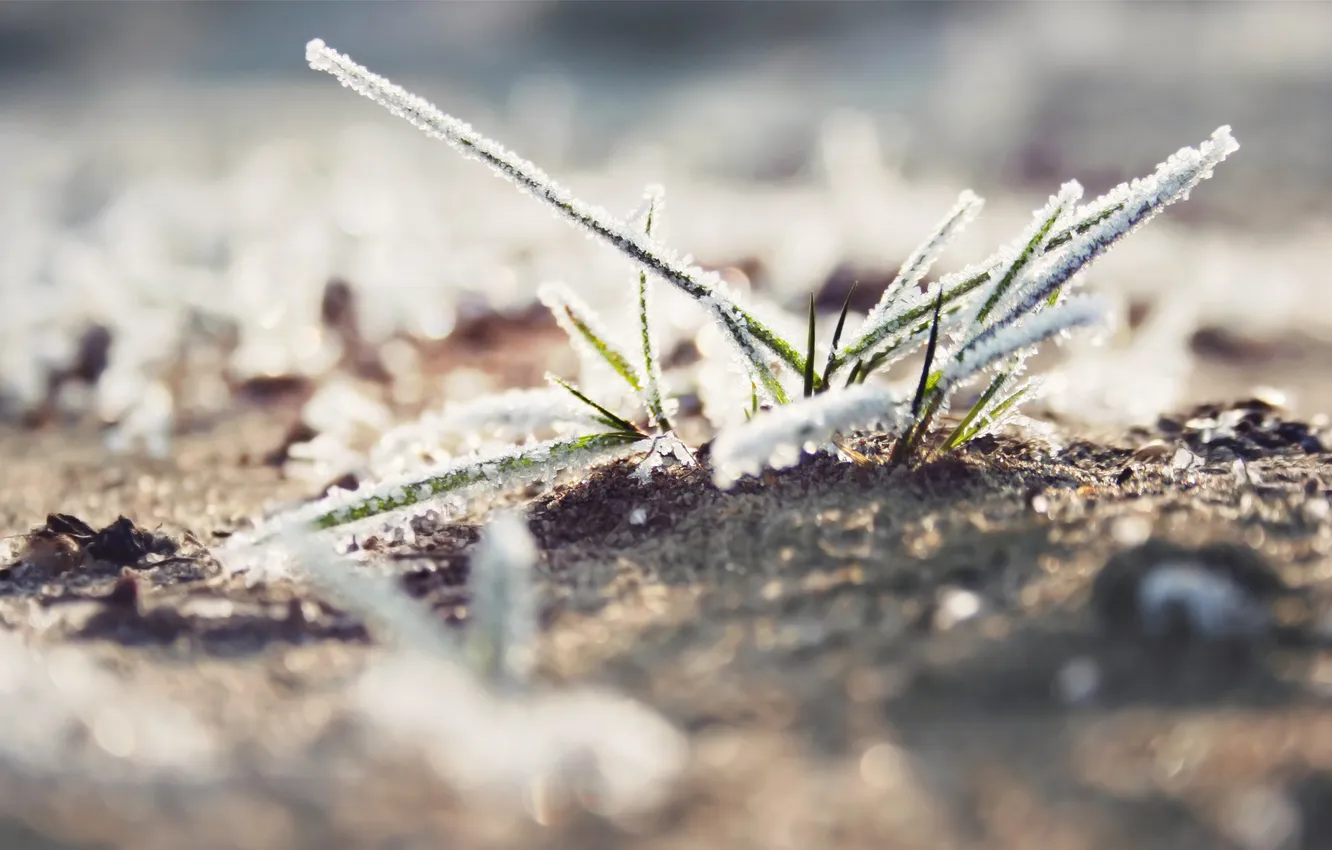 Photo wallpaper frost, grass, macro, snow