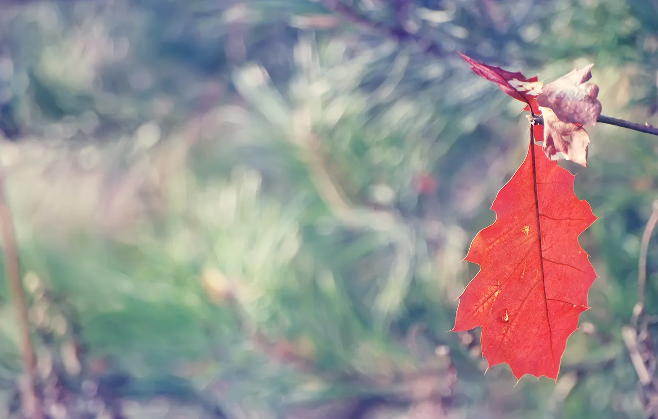 Photo wallpaper autumn, red, sheet, focus, blur