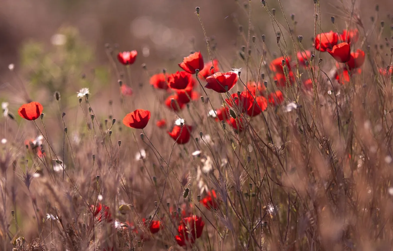 Photo wallpaper field, grass, macro, the wind, Maki