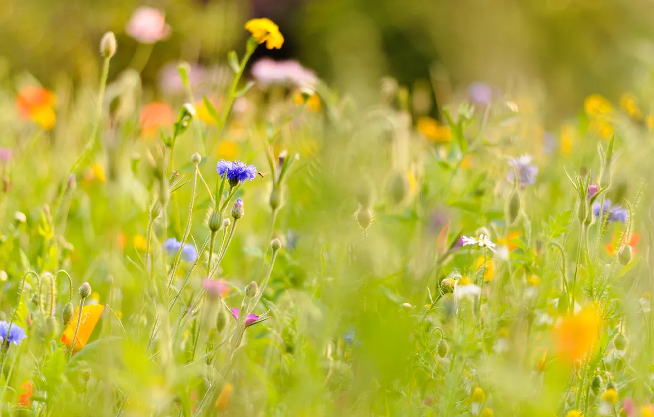 Photo wallpaper field, grass, flowers, plant, meadow