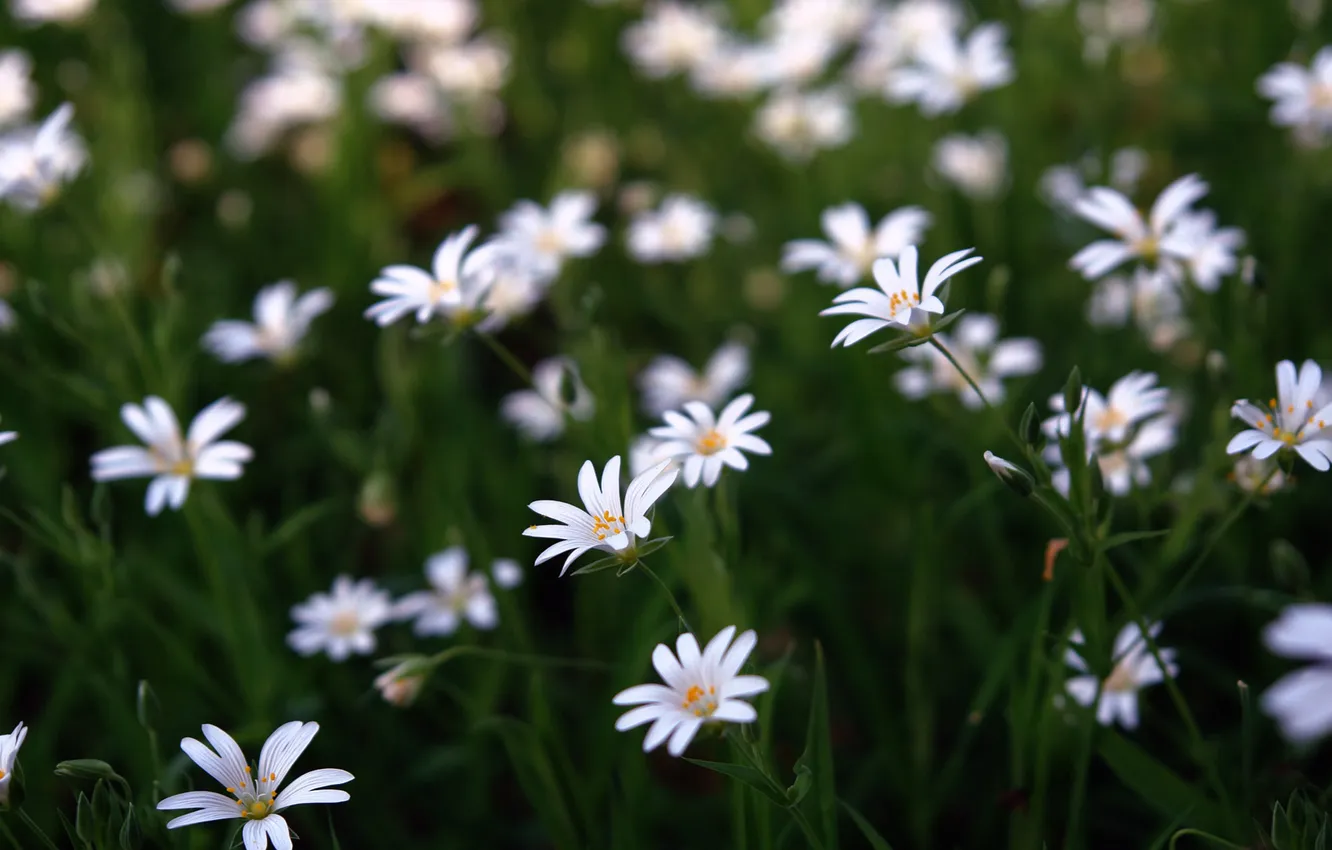 Photo wallpaper greens, field, grass, flowers, glade, petals, stem, white