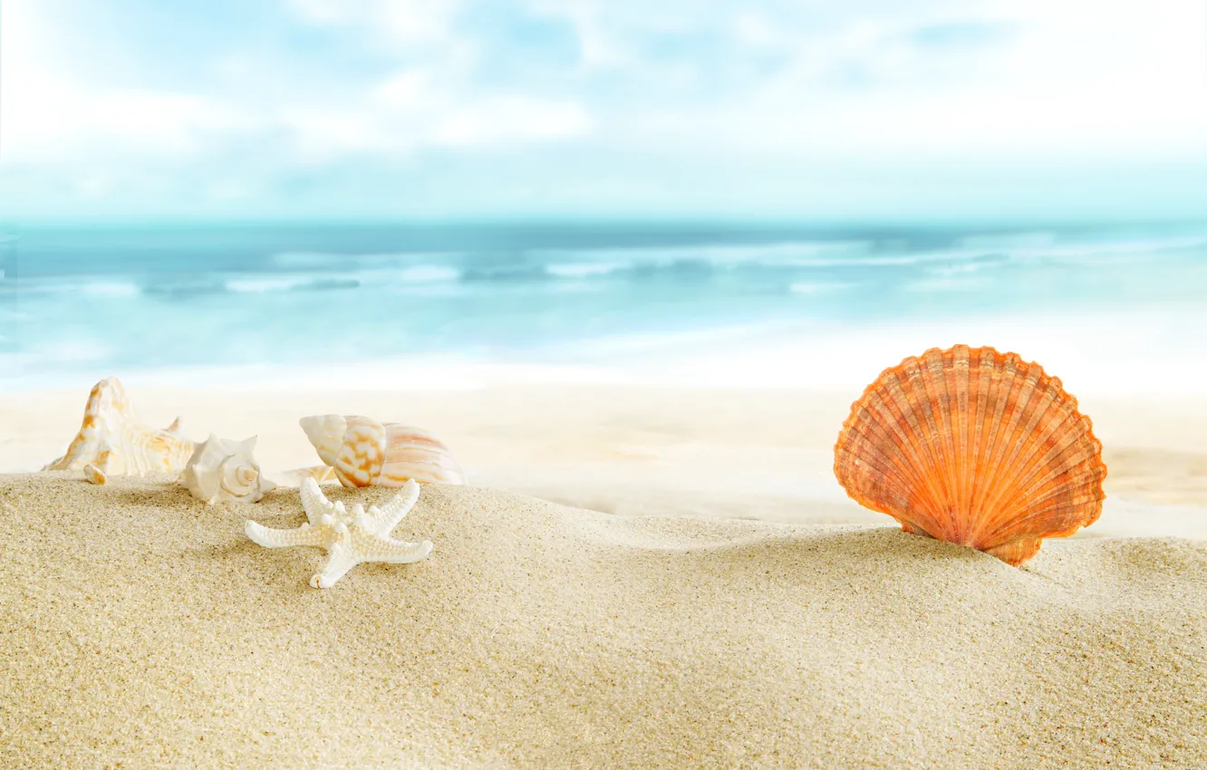 Photo wallpaper beach, sea, sun, sand, seashells