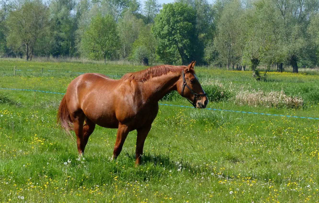Photo wallpaper meadow, brown, horses