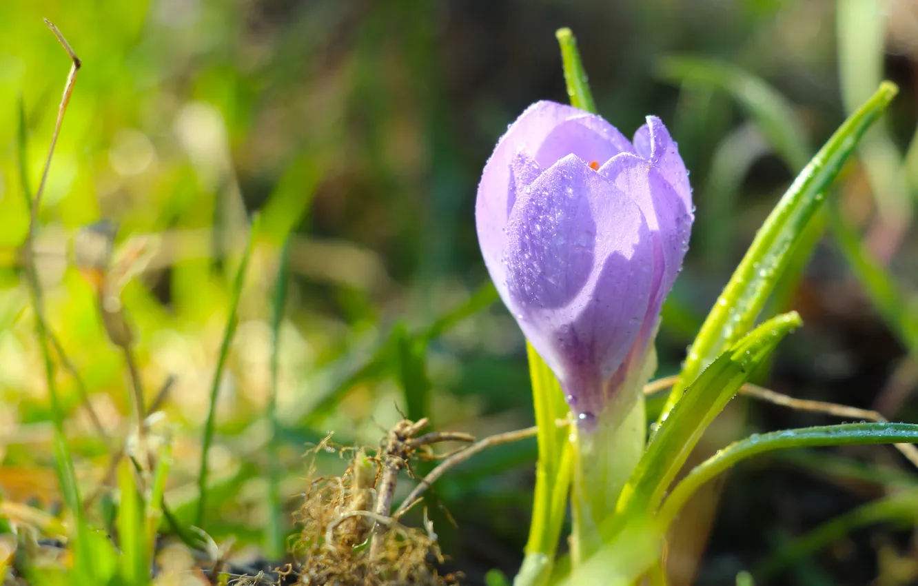 Photo wallpaper flower, spring, Crocus