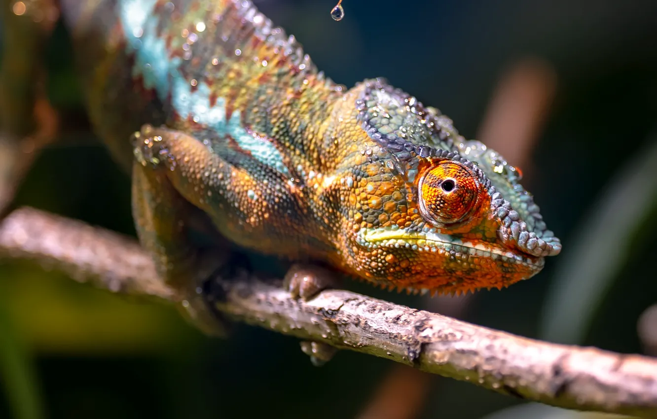 Photo wallpaper eyes, look, drops, macro, branches, pose, chameleon, background