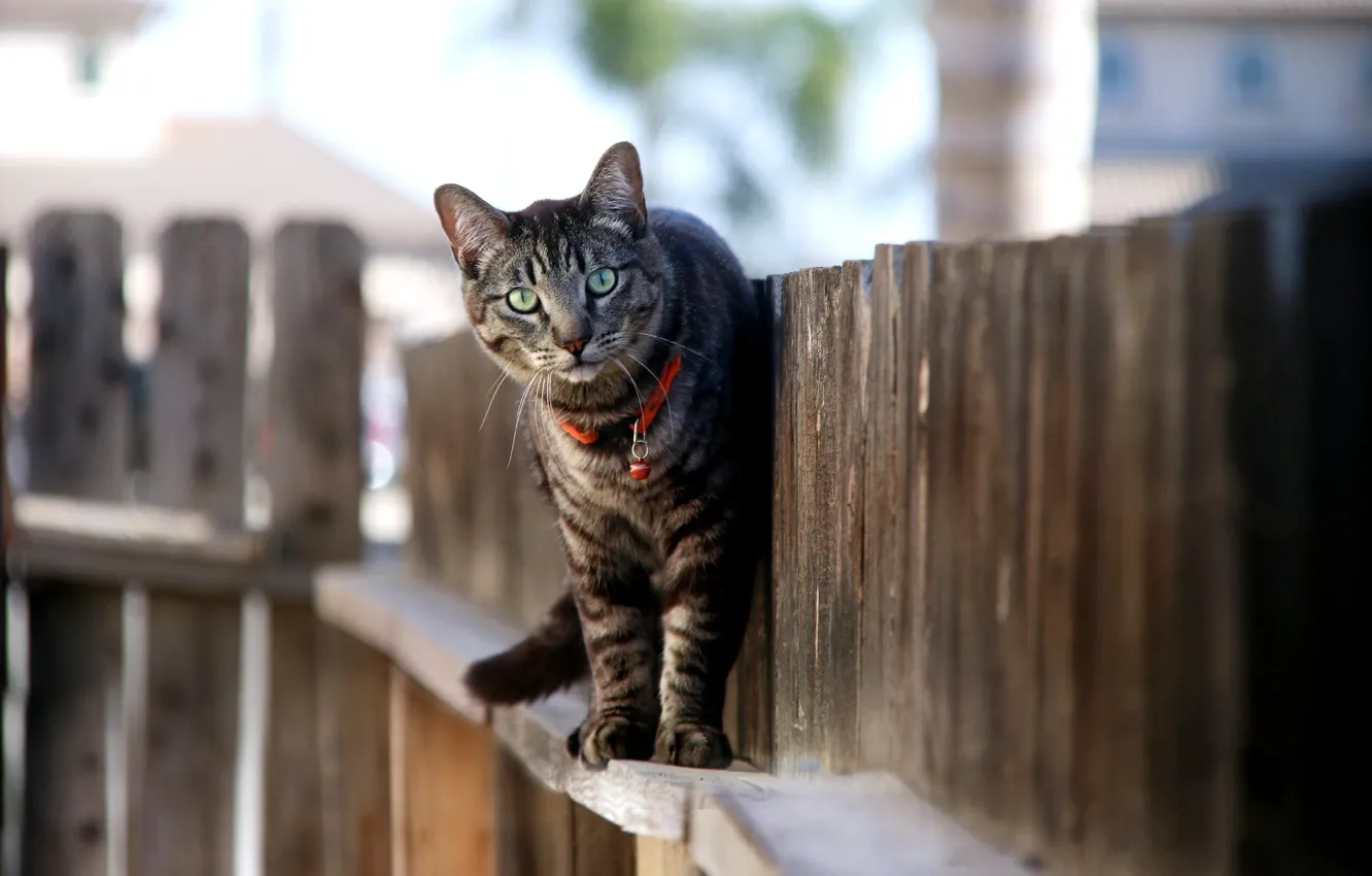 Photo wallpaper cat, cat, the fence, bokeh