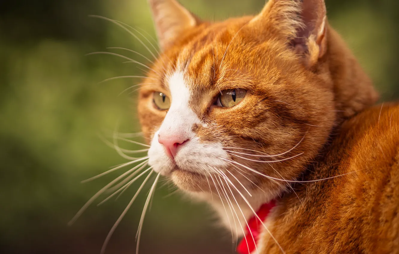 Photo wallpaper cat, cat, mustache, look, portrait, muzzle, red