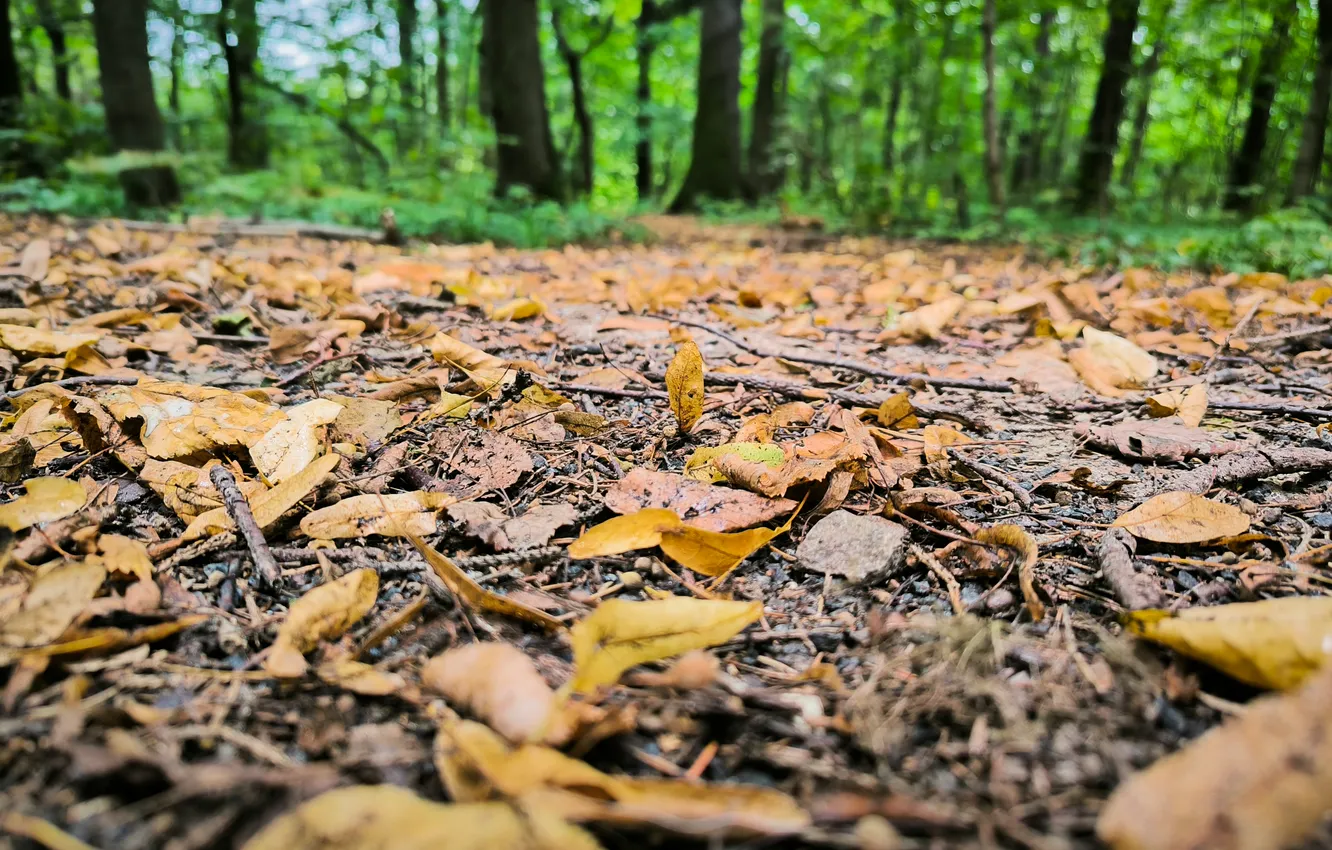 Photo wallpaper forest, trees, nature, Moscow, Russia, fallen leaves, Artem, Dolgoprudny