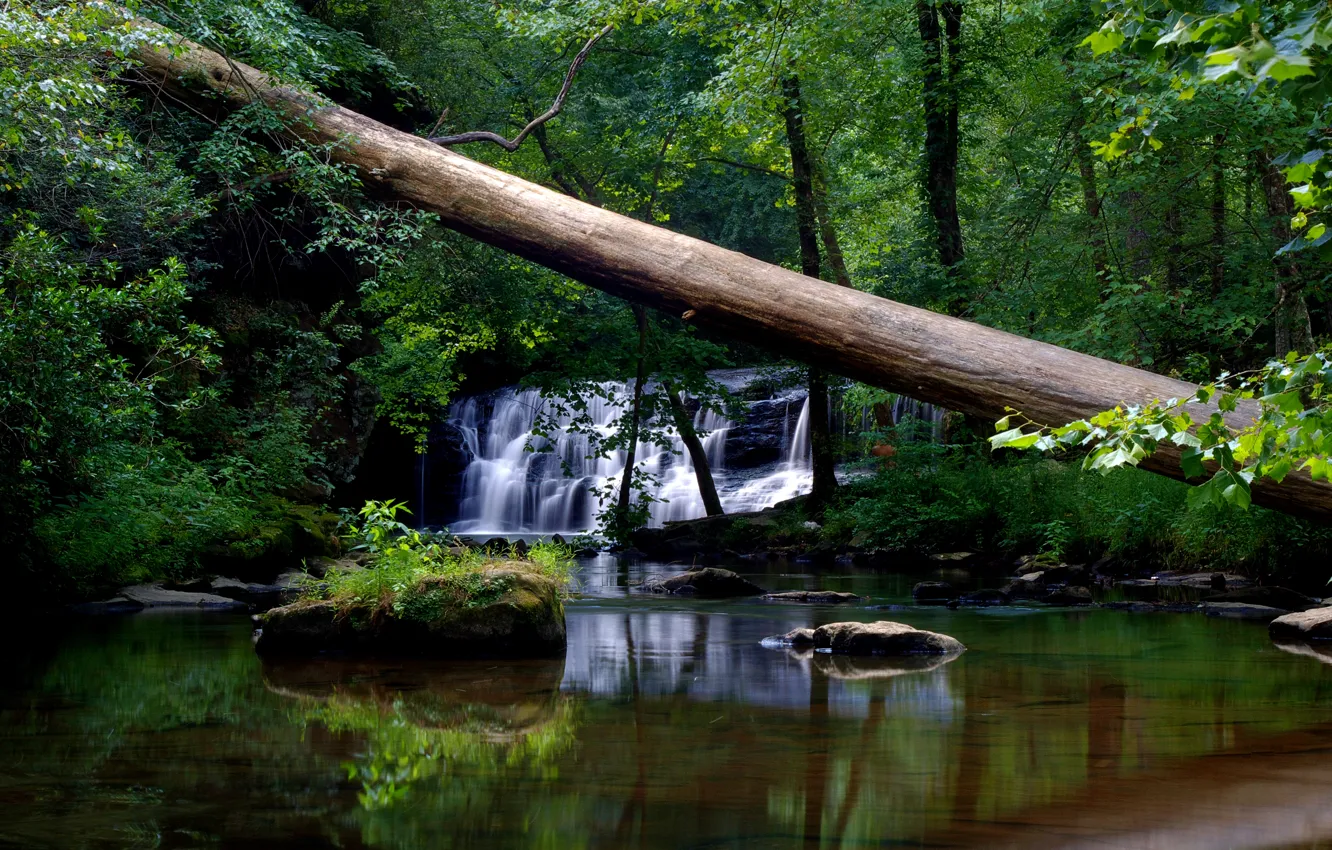 Photo wallpaper forest, leaves, water, trees, nature