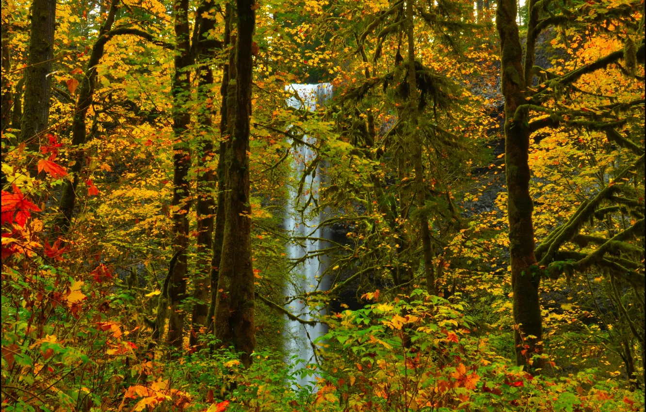 Photo wallpaper autumn, forest, leaves, trees, waterfall.