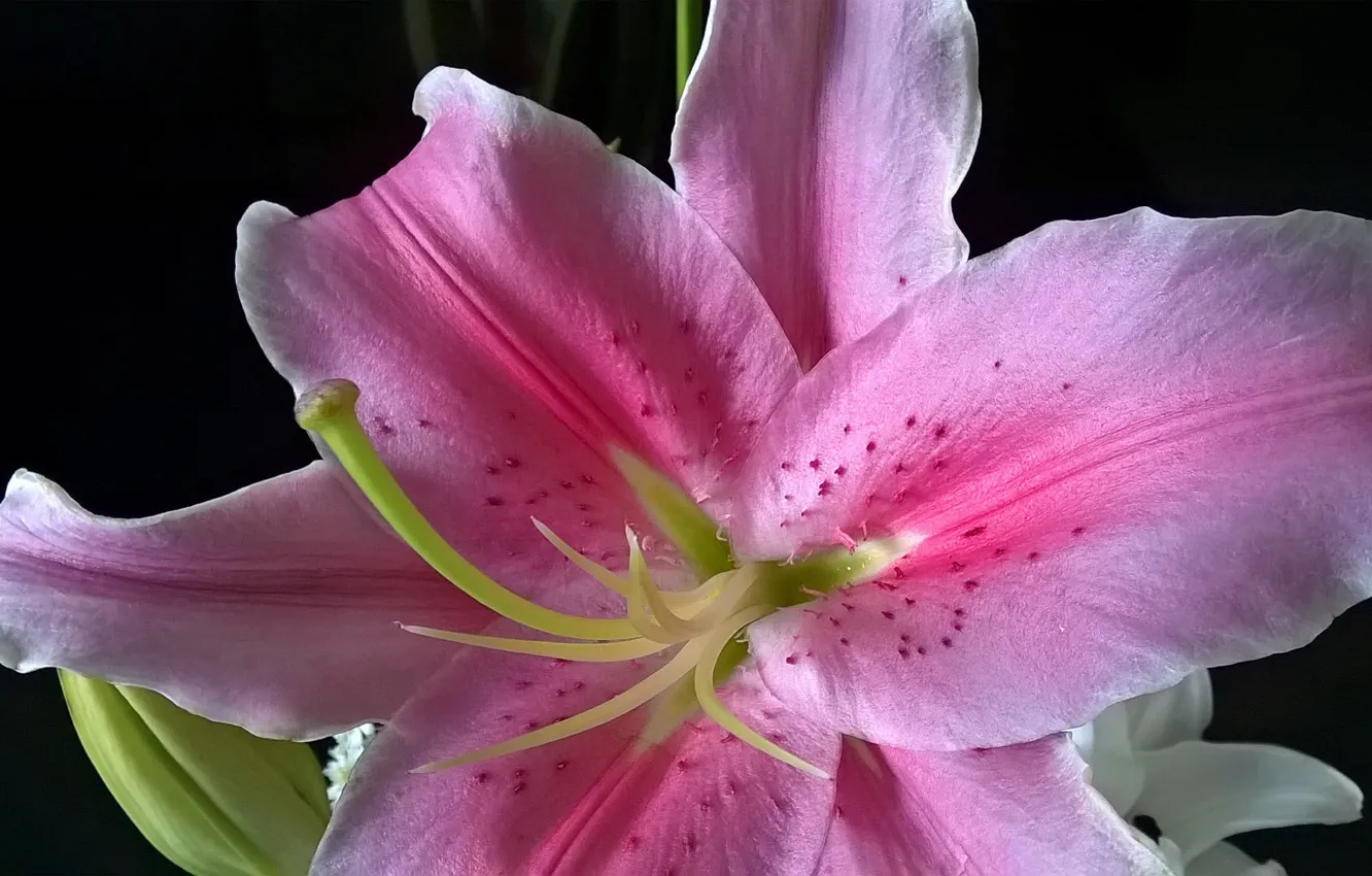 Lily Pink Webcam