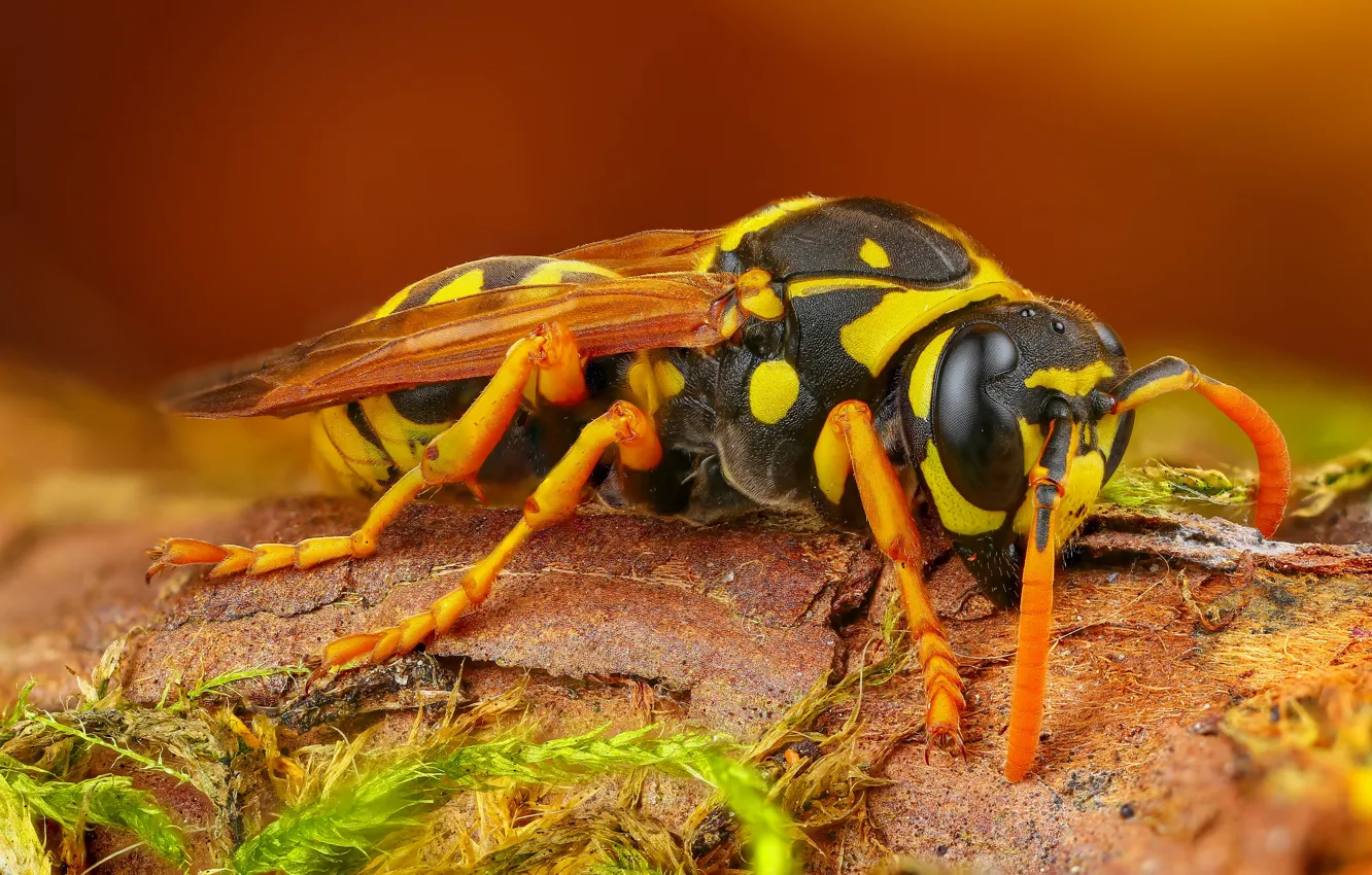 Photo wallpaper macro, background, OSA, insect, hornet, bark, brown, spotted