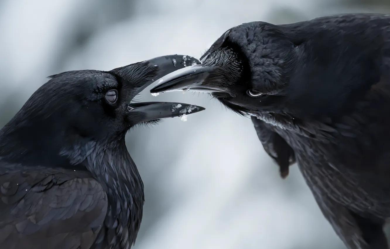 Photo wallpaper winter, snow, pose, bird, pair, crows