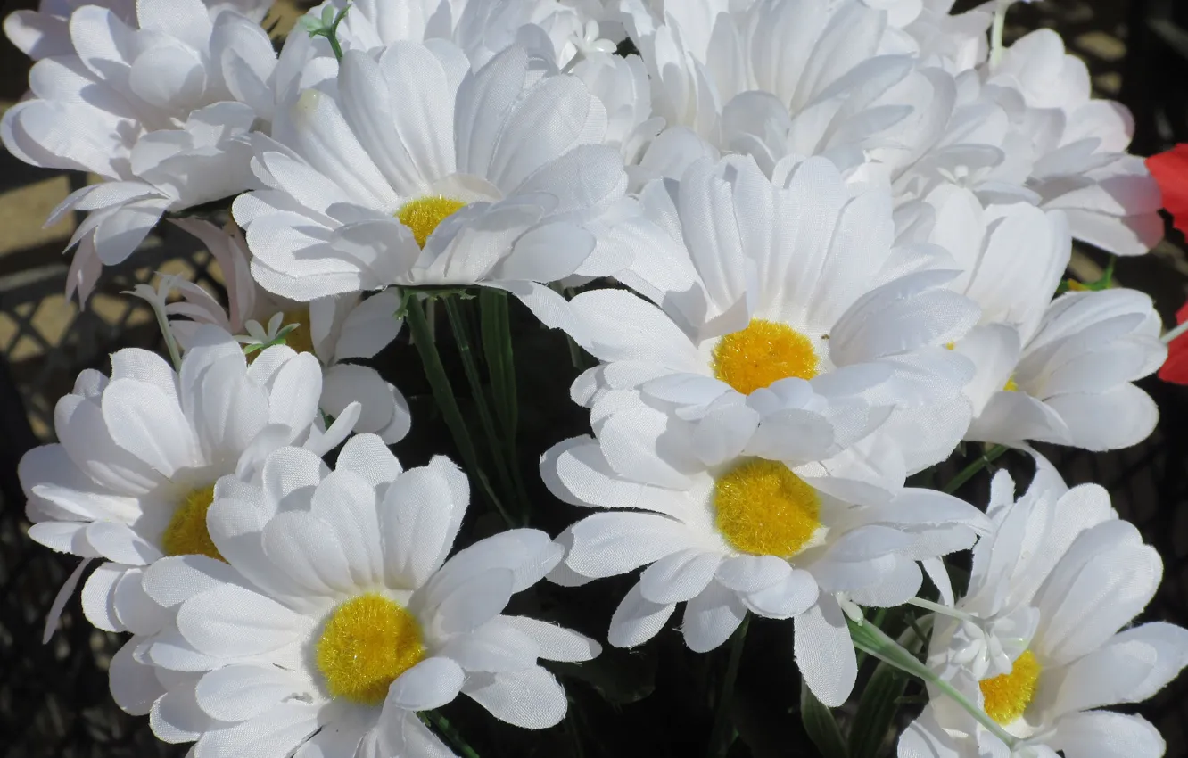 Photo wallpaper chamomile, artificial flowers, spring 2018, Mamala ©