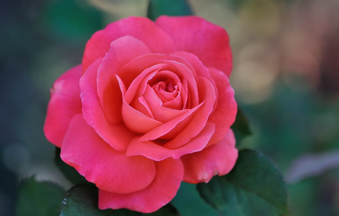 Photo wallpaper leaves, roses, petals, rose, buds, flowering