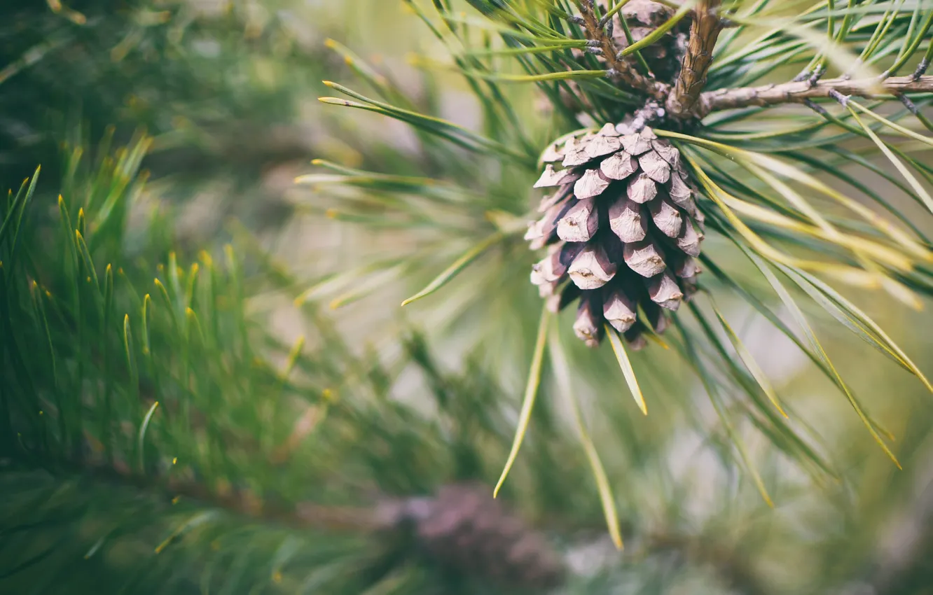 Photo wallpaper macro, needles, branches, nature, needles, bumps, pine, coniferous