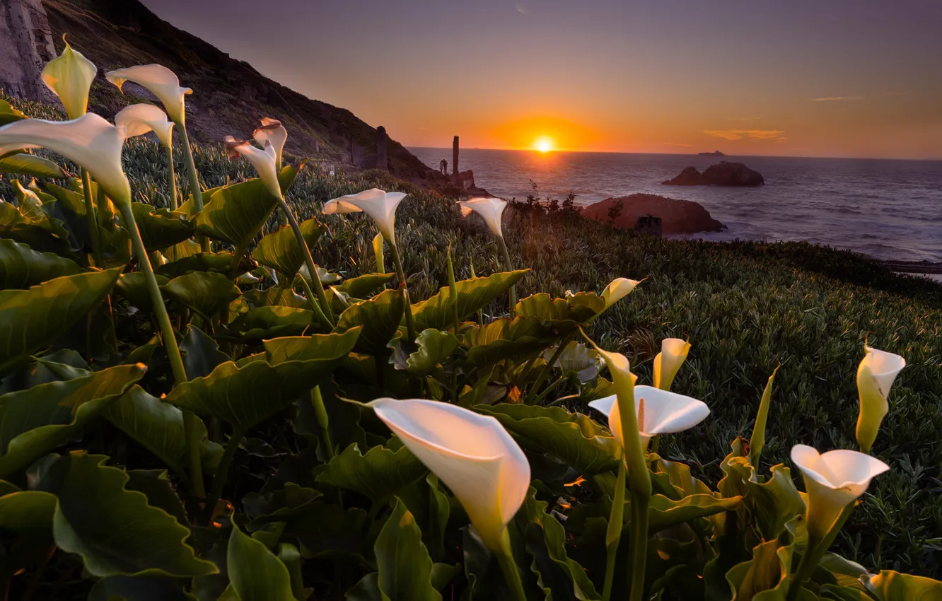 Photo wallpaper landscape, sunset, flowers, nature, stones, the ocean, shore, San Francisco
