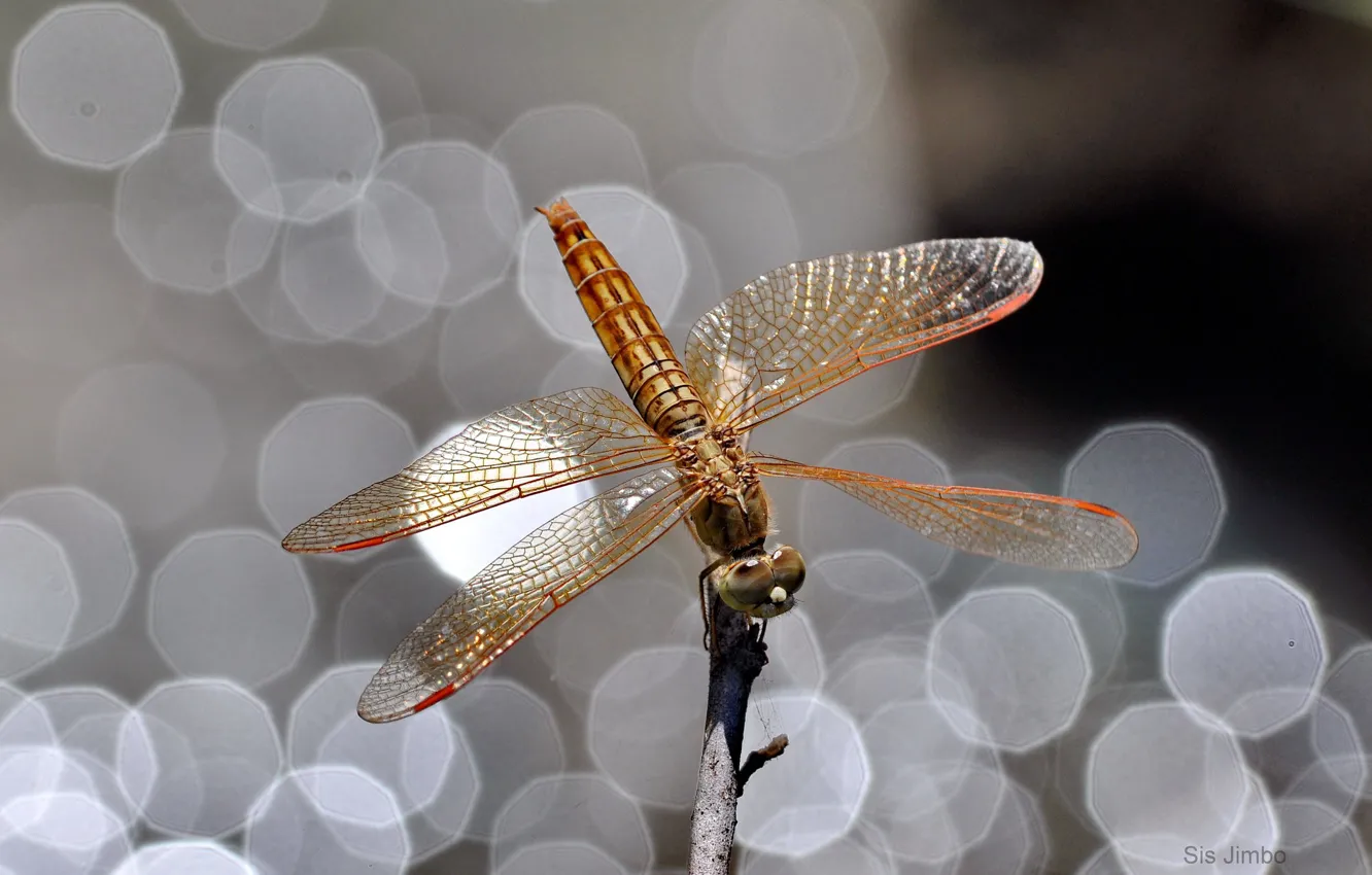 Photo wallpaper Shine, dragonfly, bokeh