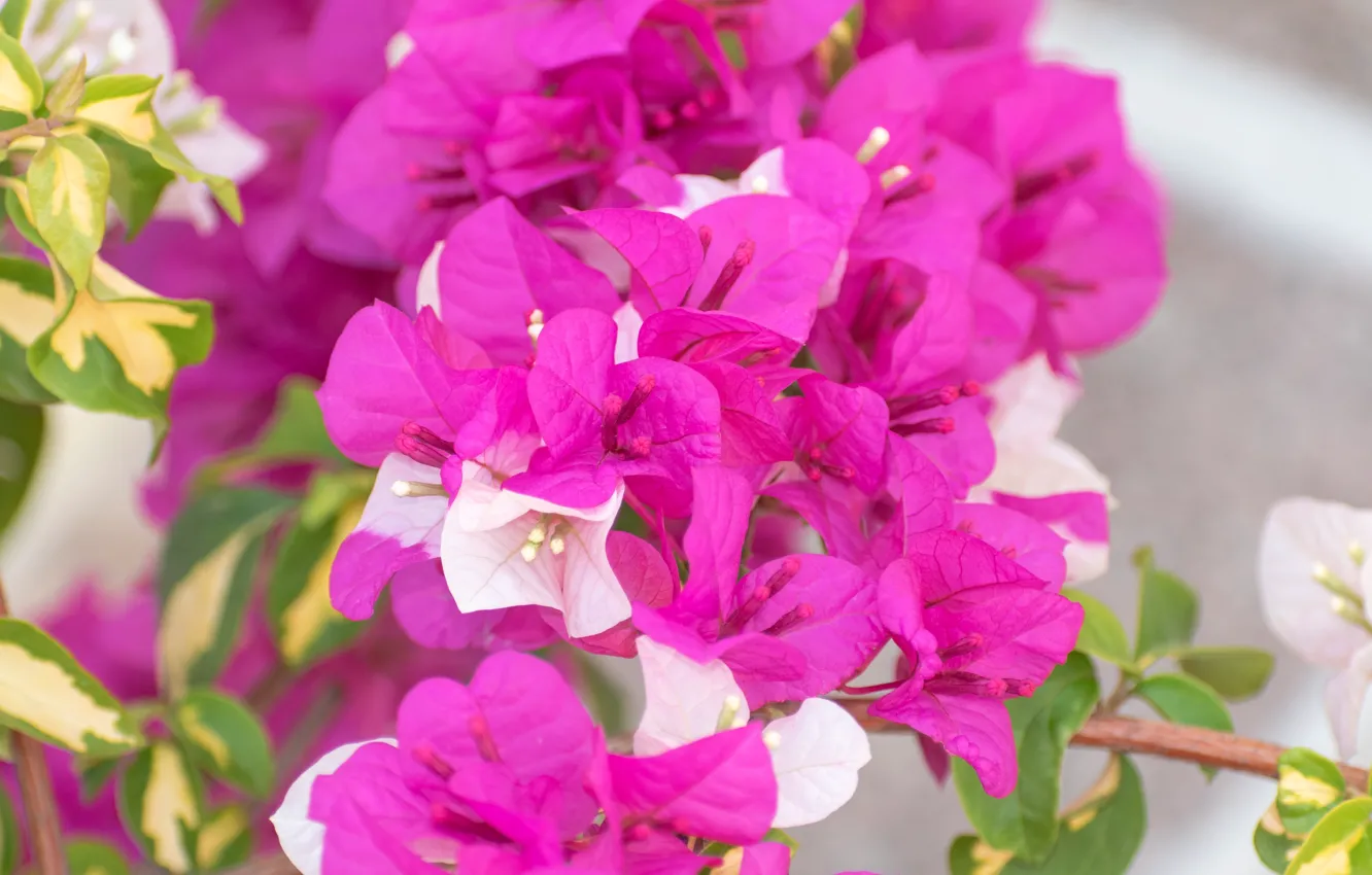 Photo wallpaper flowers, spring, flowering, bougainvillea