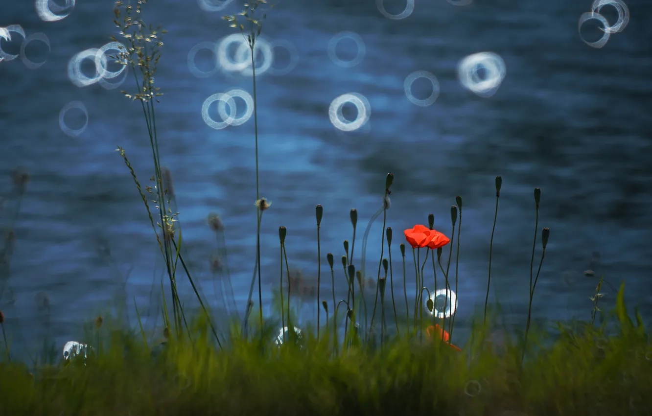 Photo wallpaper grass, water, light, flowers, red, shore, Mac, Maki