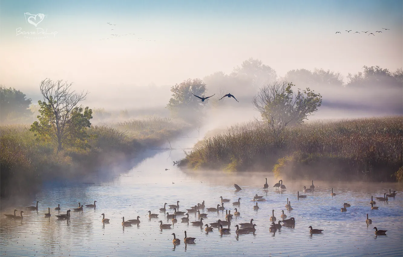 Photo wallpaper autumn, fog, river, duck, October, morning