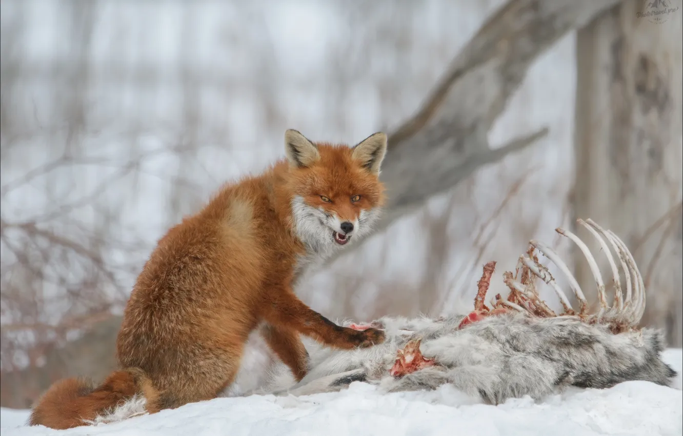 Photo wallpaper winter, trees, Fox, red, bokeh, mining, Vlad Sokolovsky, The feast