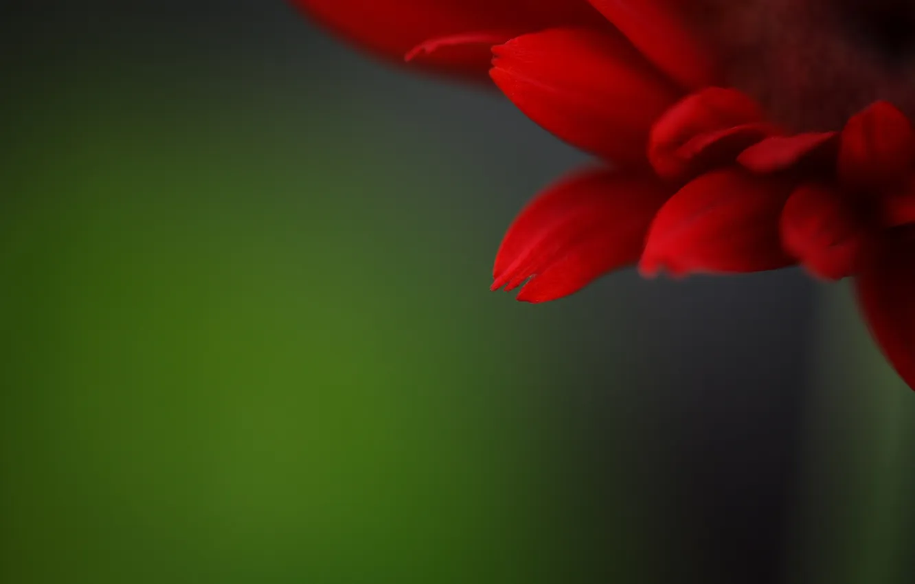 Photo wallpaper flower, red, background, petals