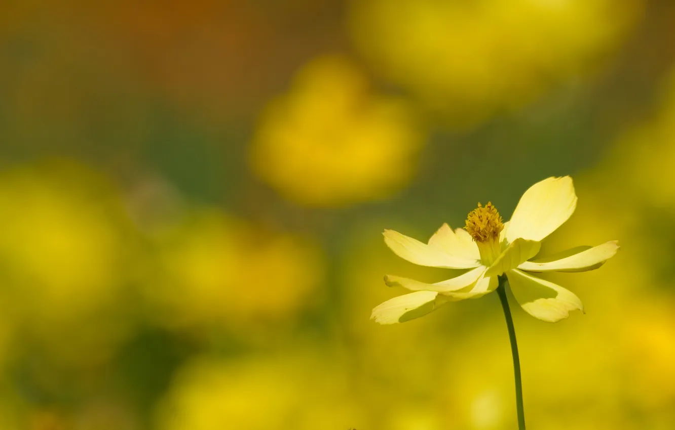 Photo wallpaper flower, macro, yellow, nature, one, plants, focus, petals