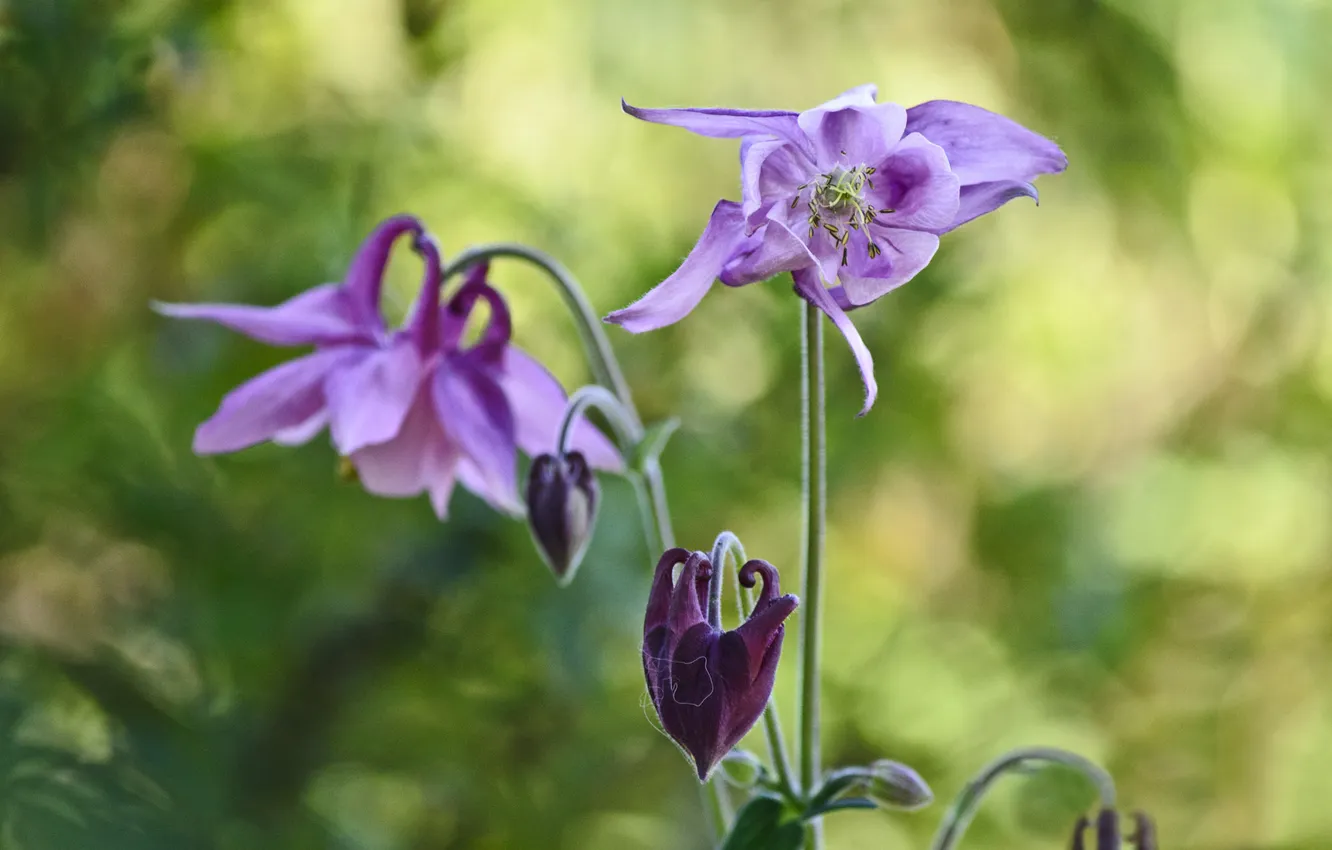 Photo wallpaper flowers, glare, background, lilac, the catchment, Aquilegia, Orlik